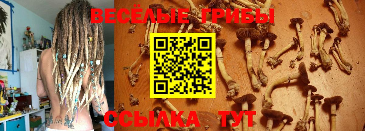 Псилоцибиновые грибы Cubensis Кемерово